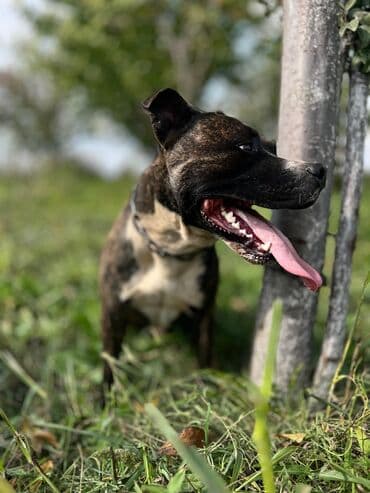 cins ineklerin qiymeti: Pitbul, 1 il, Erkek, Ünvandan götürmə — 1