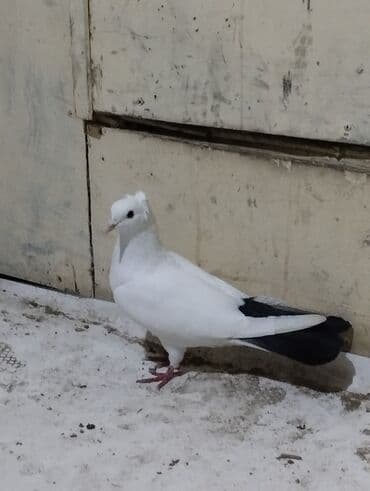 Bülbüllər: 15tuk kekilli erkey deste webeke. 12 tuk maya deste qara quyruq. cut — 5