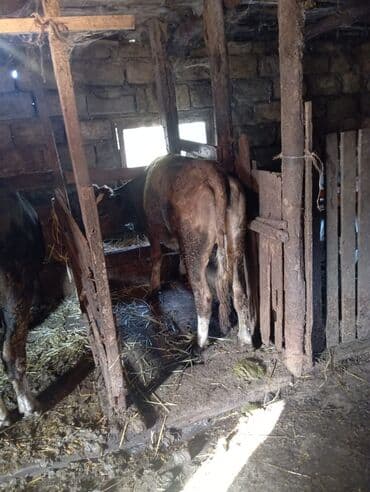 ingilis setter it cinsinin digər adı: Satışda – yerli mal-qara təsərrüfatı üçün sağlam danadır — 2