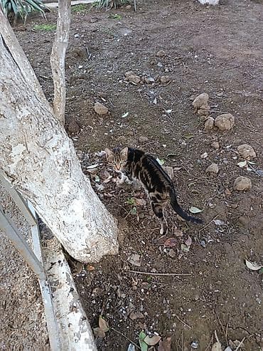 tovuz quwu: Benqal, Dişi — 1