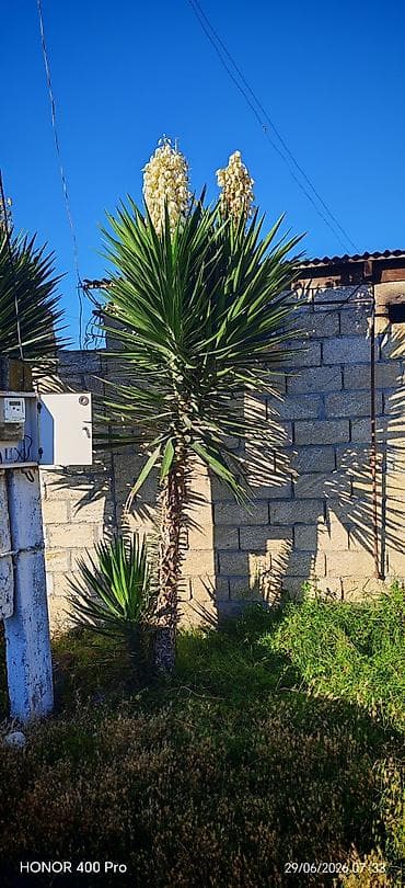 şanagullə bitkisi: Satılır: dekorativ yucca ağacı (Yucca gloriosa tipli) 3 metr — 1