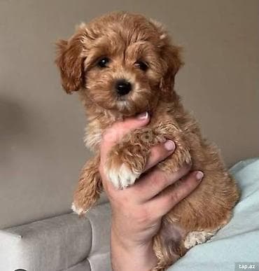 xaski ag: Malta balonka satılır tam sağlam balalar dişi erkek qiymətdə cüzi — 1