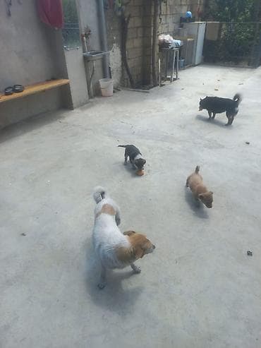 it yuvasi tap az: 2 ay, Dişi, Ünvandan götürmə, Ödənişli çatdırılma — 5