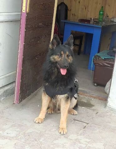 немецкие овчарки щенки купить: Немецкая овчарка, 1 год, Самец, С прививками, Самовывоз — 2