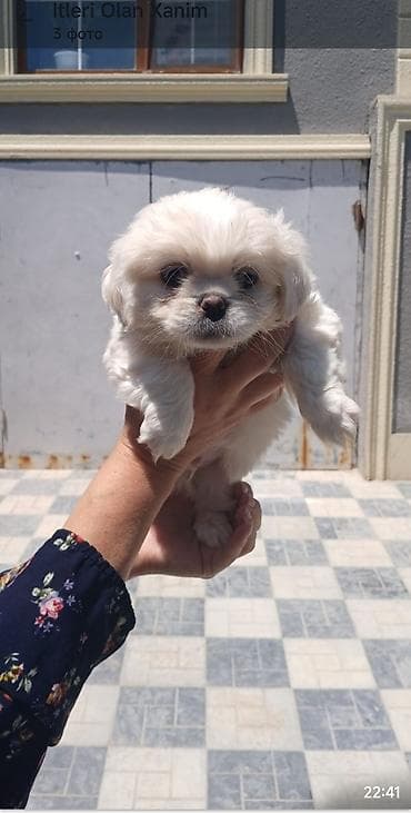 heyvan mal: Pekines, 2 ay, Dişi — 3
