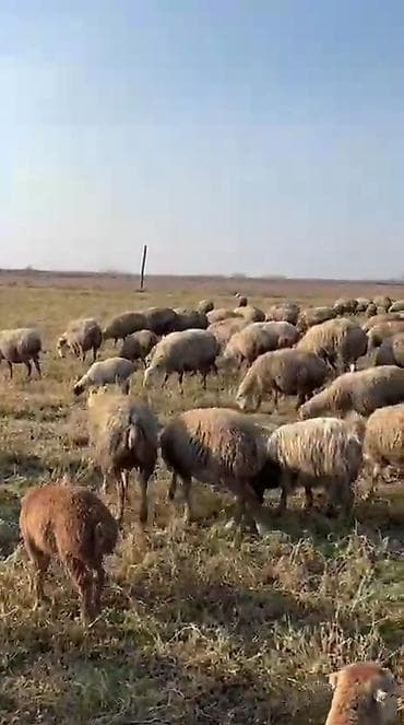 250. baş. qoyunumuz. satılır. 1, 2, 3, 4, qarın. qoyunumuzun lalafo.az -da 250. baş. qoyunumuz. satılır. 1, 2, 3, 4, qarın. qoyunumuzun