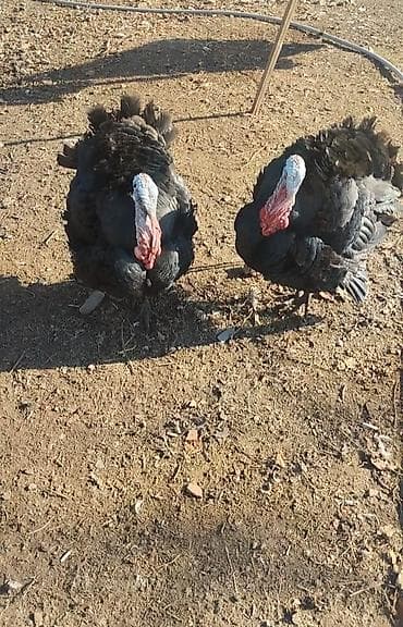 Kesilib verilir kilosu 15m