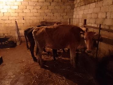 Atlar: Dişi, il: 4, 100 kq, Damazlıq, Ünvandan götürmə, Ödənişli çatdırılma — 2