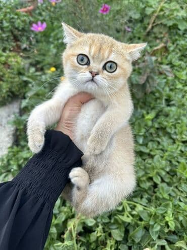 русская голубая кошка баку: Британская — 3