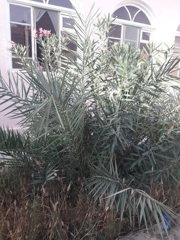 evkalipt ağacı satilir: Ağaclar — 3