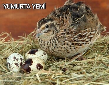 cucə yem qabı: Toyuqlar, cücələr və digər ev quşları üçün yem. Keyfiyyətli, qidalı və — 5
