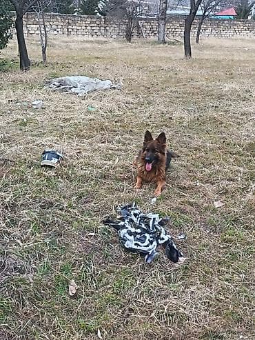 it parodaları: Alman çoban iti, 1 il, Dişi, Peyvəndli, Ödənişli çatdırılma — 4