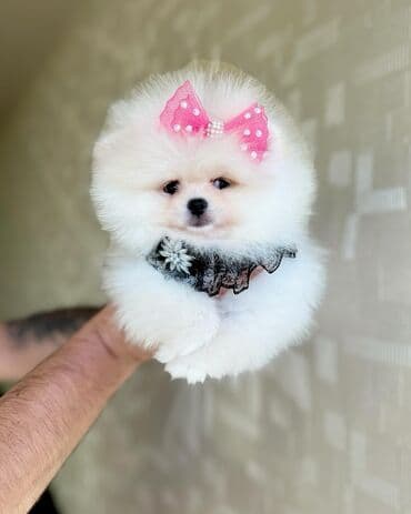 kreditle it satisi: Şpitz, 2 ay, Erkek, Peyvəndli, Ödənişli çatdırılma — 2