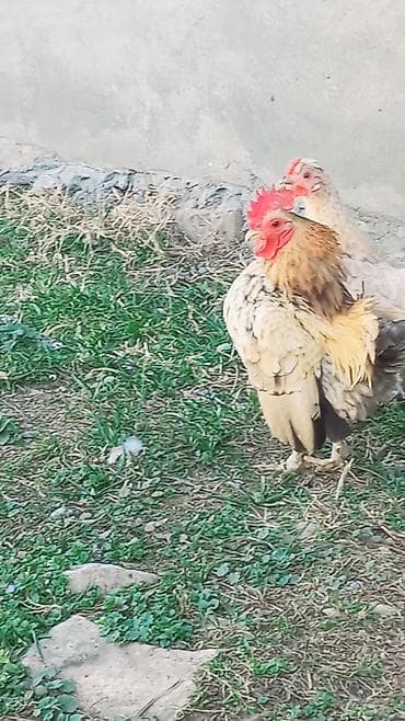 Heyvanlar üçün mallar: Xoruz, Yapon, il: 1, Ünvandan götürmə, Ödənişli çatdırılma — 2