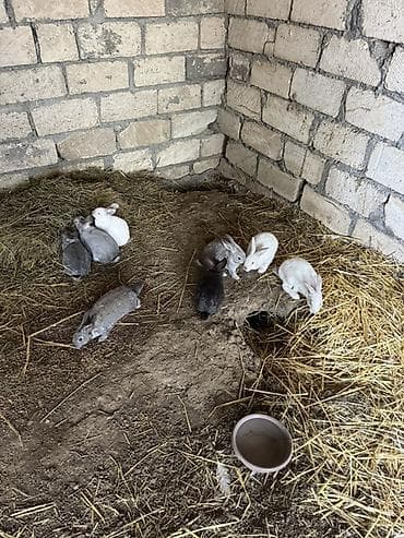 doşan şəkilləri: Bala dovşanlar biri 5 manat sağlam dovşanlardı yemə düşüblər 1.5 — 1