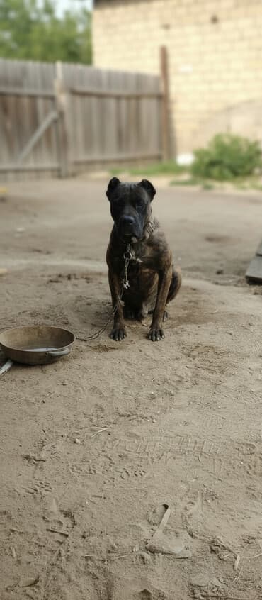 Kane-Korso, 3 il, Erkek, Ünvandan götürmə