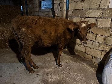 Dana, buzov, Dişi, ay: 6, 120 kq, Damazlıq, Rayonlara çatdırılma