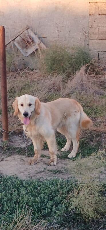 İtlər: Retriever, 10 ay, Erkek, Peyvəndli, Ödənişli çatdırılma — 2