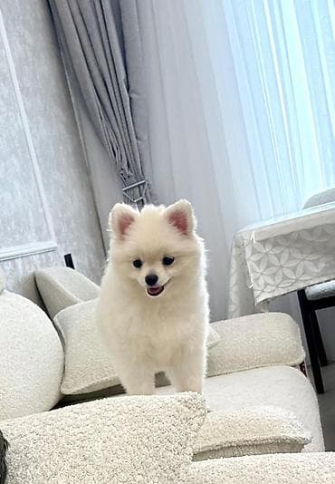xaski balası: Şpitz — 3