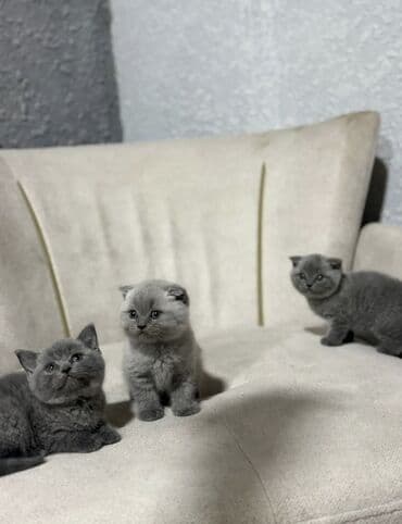 50 ile 400 arasi cins saf qan saqlam pisiklerimiz var sekilde olmayan