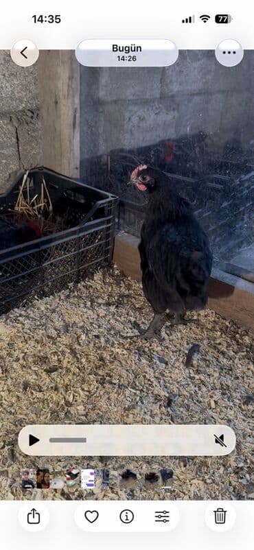 Toyuq, Australorp, Damazlıq