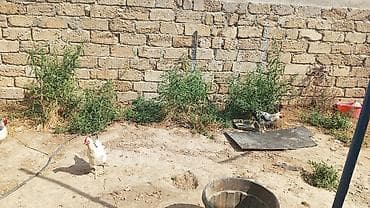 Salam təcili satılır 3 ordey kəsməlik 4 çolpa 2 xoruz 1 boynu yolux 2