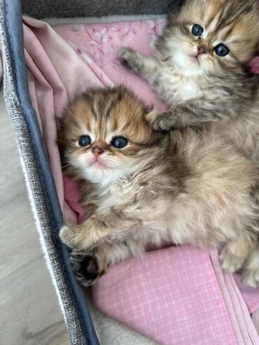 pişiklərin satışı: Şotland yastı qulaq, Erkək, Dişi — 10