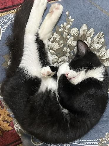 pulsuz video cat: Tabbi, Yaxşı əllərə — 3