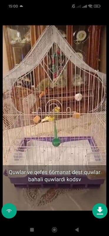 клетка для попугая купить: QUŞLAR disi erkek Şekillerde qiymətlər məlumatlar qeyd olunub unvan — 4