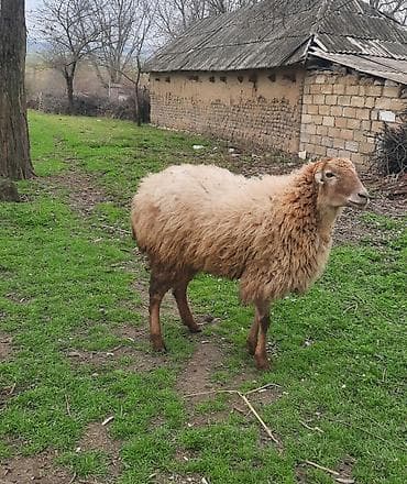 sudluk inek satilir: Şişək satılır — 1