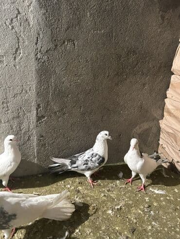 Digər heyvanlar: Kom 10 nan tek ayri — 2