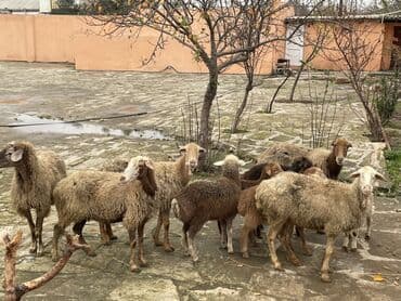 çin bıldırcını: Salam Heyvanlar hamısı sağlam ağır boğazdılar ana baladılar satılırlar — 4