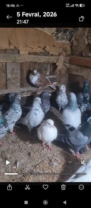 Meşhur yerli uçuş növlərindən müxtəlif göyərçinlər qrupu