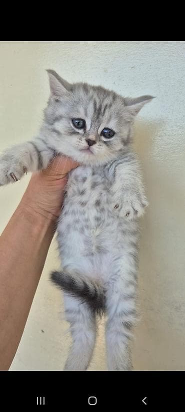 ördək balası: Britan — 4