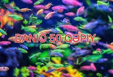 alabay satisi: Danio, Sülhsevər — 1
