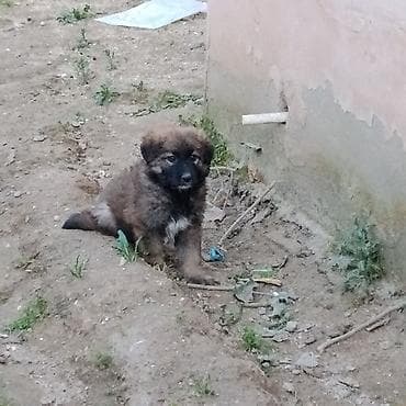 Evala salam 1 ayliqdir 2 ayina az qalib anasi alman afcarkasi atasi