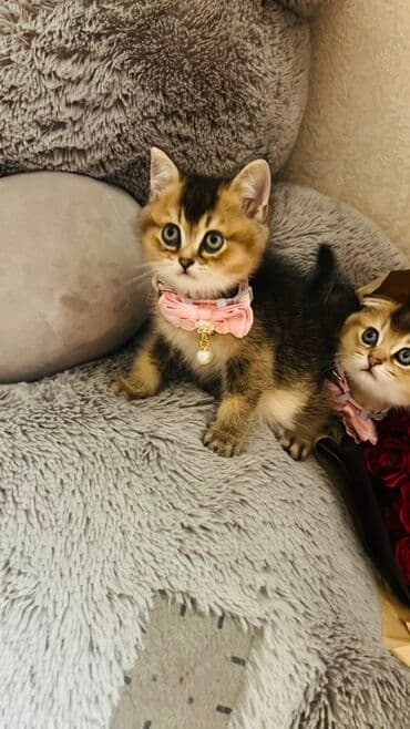 pişik latok: Şinşilla, Dişi — 16