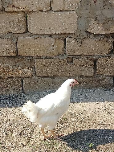 sultan toyuqları: Toyuq, Yumurtalıq, Ünvandan götürmə — 2