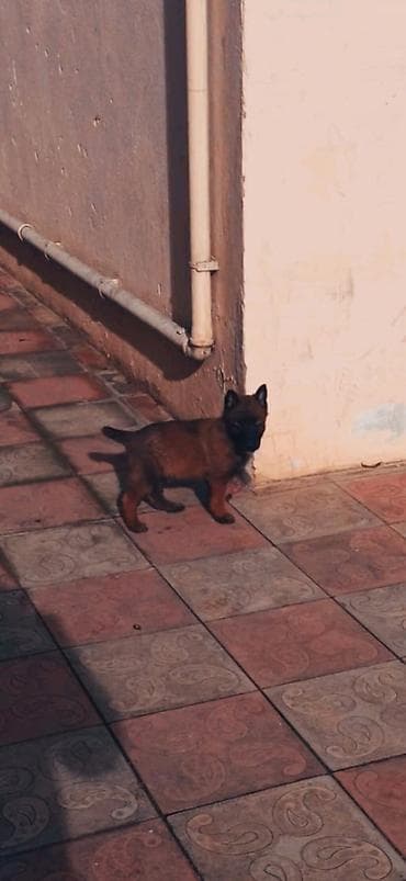 Belçika çoban iti, 1 ay, Erkek, Ödənişli çatdırılma