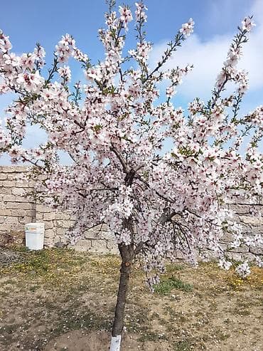 savalanda torpaq: Tikinti, Bələdiyyə — 3