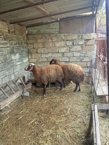 Аквариумы: Qoyun sürüsü – ət və damazlıq üçün - Növ: yerli cins qaragül/qəhvəyi — 1