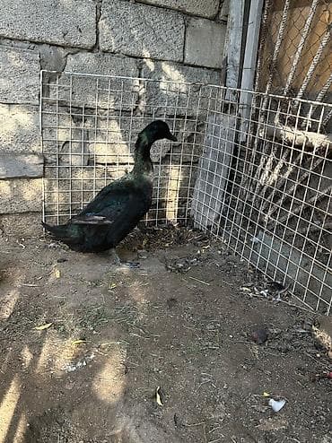 ördək qaz: Erkək, Damazlıq, Ünvandan götürmə — 3