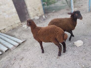 bakida cins ineklerin satisi: Salam iki erkəy quzu satılır göz qabagındadır saglamdılar qiymət ikisi — 4