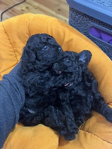 it satisi balaca: Pudel, 1 ay — 2