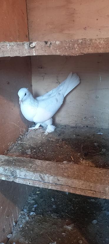 quş sesleri: Quşlar satılır hazır cüt — 3