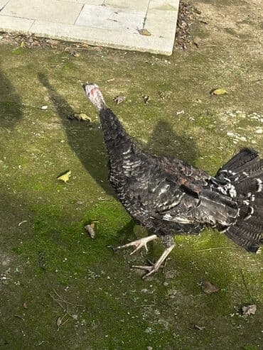 Hinduşka: Məhsul: Hind quşları Bir dişi bir ərkey ərkey 30Azn dişi 60Azn ünvan — 2