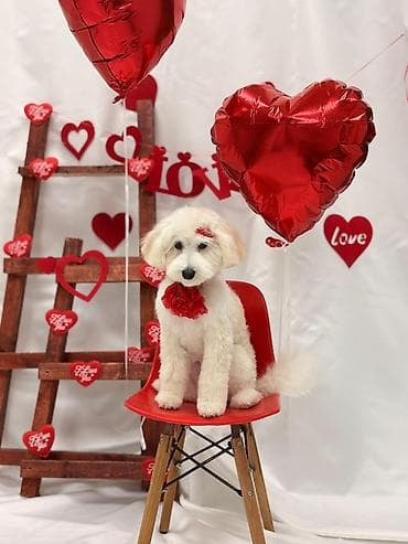 Mətbəx masası, İşlənmiş, Şüşə, Oval masa lalafo.az -da Mətbəx masası, İşlənmiş, Şüşə, Oval masa