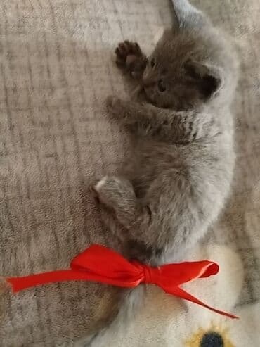 шиншилла котенок купить: Шиншилла, Самец, Самка, В добрые руки — 6