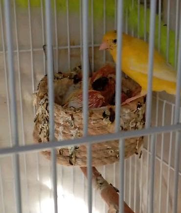 sarı british: Bülbül sari cütə hazir mayadi dörd ay bundan qabaq bala almışam — 2