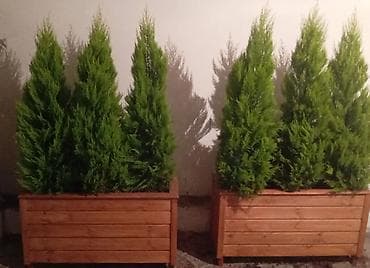 dibçekde güller: Sifariş vere bilərsiz gulu ilə birge Ölcusu 100x30x50 dipçek Bitkinin — 7